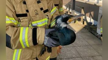 Rührende Rettungsaktion: Verletzter Kormoran klopft an Tür von Notaufnahme