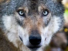 glosse: das streiflicht: trifft ein wolf auf einen karnevalszug ...