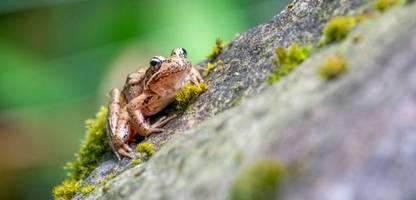 Klimawandel: Frösche beginnen früher, im Turbo-Modus zu quaken
