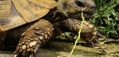 golem grad: schildkröten-männchen quälen weibchen, bis diese sich umbringen