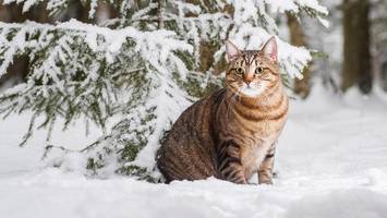 immer weniger freilauf-katzen im kreis rotenburg: sind wölfe schuld?