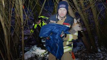 Reh bricht im Eis der Elbe ein – dramatischer Rettungseinsatz
