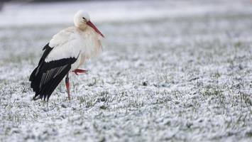 Der Storch ist wieder da – Feuerwehr hat zuvor das Nest repariert