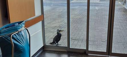 auch das noch: ein kormoran steht vor der notaufnahme