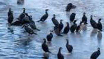 kurioses: warum der kormoran wohl nicht gezielt hilfe suchte