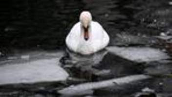 Seuchen: Vorsicht nach Geflügelpestausbruch bei Schwänen