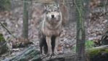 tiere: nach wolfs-urteil: was passiert jetzt auf der hornisgrinde