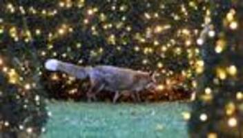 Tiere: Projekt Wildtiernah: Über 600 Anfragen in drei Monaten