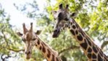 tiere: zoo-team trauert ‒ giraffe jamila nach unfall tot