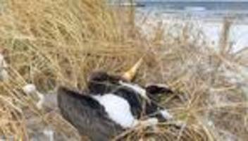 tierwelt im winter: tote vögel liegenlassen als nahrung für andere tiere