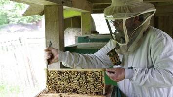 Hamburg fliegt auf die Honigbiene: Doppelt so viele Imker wie vor zehn Jahren