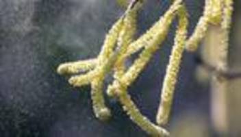 Allergien: Hatschi! - Hasel- und Erlenpollen fliegen bereits in Bayern