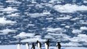 h5n1: polarforscher melden starke ausbreitung der vogelgrippe in antarktis