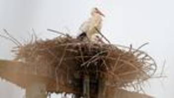 Tiere: Darum bangen Vogelexperten um heimkehrende Weißstörche