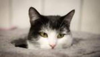 Tiere: Zugfahrende Katze Shila sucht neues Zuhause