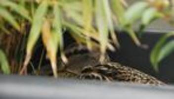 Tierschutz: Immer mehr Anfragen zu Wildtieren beim Berliner NABU