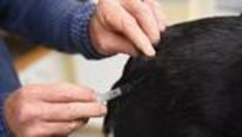 Welpe aus Russland: Tollwut-Virus bei totem Hund – Ermittlungen laufen