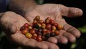 folgen der erderwärmung: klimawandel gefährdet weltweite kaffeeproduktion