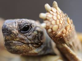 biologie: männliche schildkröten treiben weibchen in den tod
