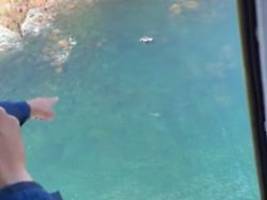 Dann geht großer Alarm los: Meterlanger Weißer Hai umkreist ahnungslose Taucher