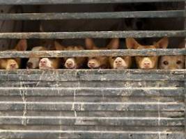 welpe aus russland: tollwut-virus bei totem hund in rheinland-pfalz entdeckt