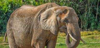 Elefant kippt um – ein Feuerwehr-Mann erzählt, wie er dem Tier wieder aufhalf