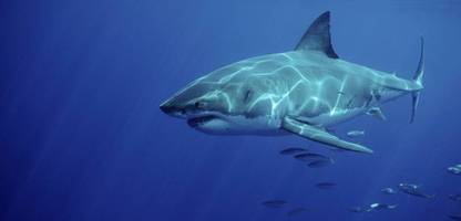 haiangriffe in 2025: datenbank verzeichnet weltweit 65 fälle