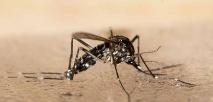Studie: Chikungunya-Virus breitet sich offenbar auch bei niedrigeren Temperaturen aus