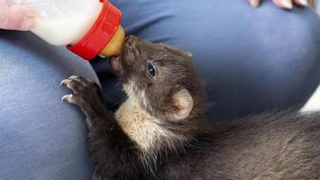 Neue Auffangstation für Wildtiere in Hamburg gefordert – Vorschlag umstritten