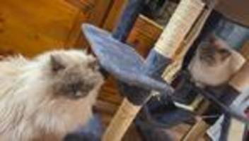 Ermittlungserfolg: Paar stiehlt bei Umzug Kater von Nachbarin - Happyend