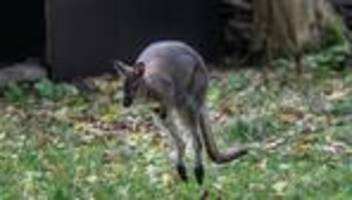 hilfreiche hinweise: känguru weiter auf der flucht