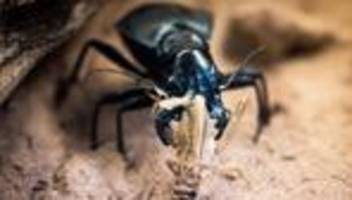 Tiere: Experten beleuchten die wunderbare Welt der Laufkäfer