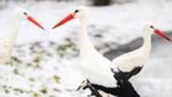 weißstörche im norden: störche trotzen winterwetter - sorge um fridolins partnerin