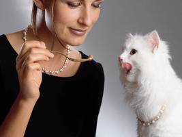 Nestlé: Katzen, Kitkat, kalter Kaffee