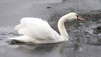 Menschen im Eis eingebrochen? Große Aufregung um einen Schwan in Winterhude