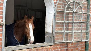 finanznot bei reitanlage rissen – hamburger pferdehof vor ungewisser zukunft