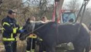 Aus Schlamm gehievt: Pferde-Rettung per Gabelstapler - Einsatz in Kassel