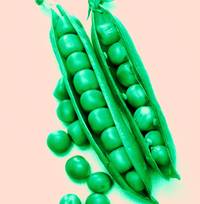 Gesunde Ernährung und Fasten: Was, wie und wie viel wir essen sollten