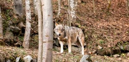 Wölfe können sich an Menschen gewöhnen – wenn es sich lohnt