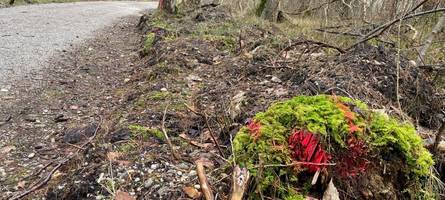 Rätsel im Wald: Was hat es mit den roten Markierungen im Stadtwald auf sich?