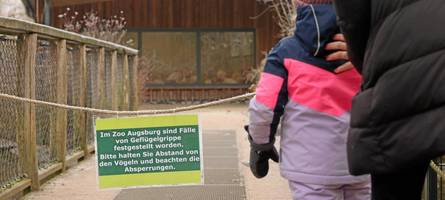 vogelgrippe: augsburg zoo kann alle beschränkungen aufheben
