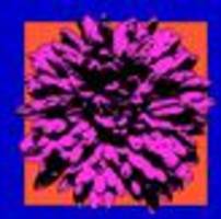 berlinale-streit: jedes werk ein schlachtfeld