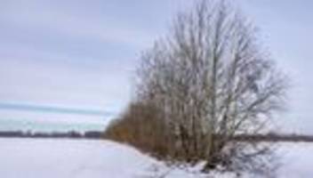 Immaterielles Welterbe: Auf den Stock gesetzt - Knickpflegesaison endet