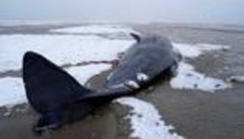 dänemark: mehrere pottwale vor dänischer küste gestrandet