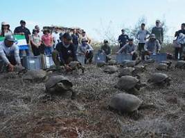 150 jahre nach ausrottung: riesenschildkröten wieder auf galapagos-insel floreana