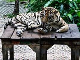 symptome zu spät erkannt: mehr als 70 tiger sterben in thailand an virus