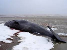Tote und lebende Tiere: Mehrere Pottwale stranden vor dänischer Insel Fanø