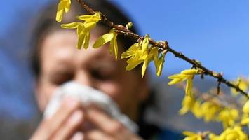 böse seite des frühlings: heuschnupfen-alarm in berlin – pollen schon im anflug