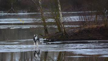 Hund läuft über vereiste Dove Elbe auf Landzunge – Besitzer ruft Feuerwehr