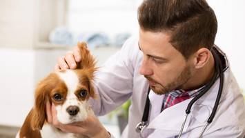 deutlich mehr hunde in hamburg: arbeitslast setzt veterinärämter unter druck